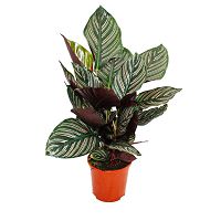 Schattenpflanze mit ausgefallenem Blattmuster - Calathea ornata