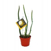 Knigin der Nacht - Selenicereus grandiflorus - 12cm Topf - Exotenherz