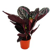 Schattenpflanze mit ausgefallenem Blattmuster - Calathea Dottie