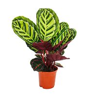 Schattenpflanze mit ausgefallenem Blattmuster - Calathea roseapicta