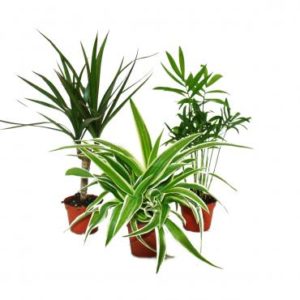 3er Set Mini-Grünpflanzen - 6cm Topf - Dracaena - Chlorophytum - Chamaedorea