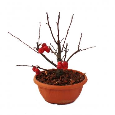Apfelbaum in Bonsai-Optik frs Freiland - Zierapfel - 25cm Schale -  Exotenherz