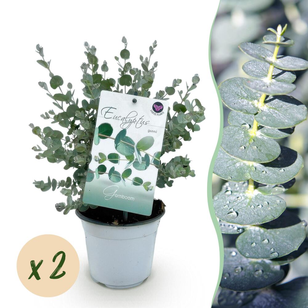 Eukalyptus Eucalyptus gunni - 2er Set - winterhart - 14cm Topf Hhe 30cm: 9  geniale Vorteile fr duftendes Grn - Exotenherz - Exotenherz
